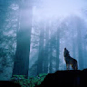 Meet your Posher, Bee